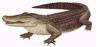 Alligator small.jpg